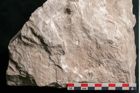 Foto (Detailansicht) von Dictyopteris brongniarti Gutb. (NHMW-GEO-2024-0188-10953)